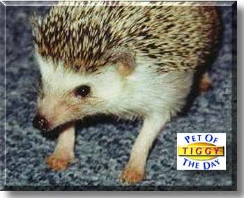 Tiggy Winkle, the Pet of the Day