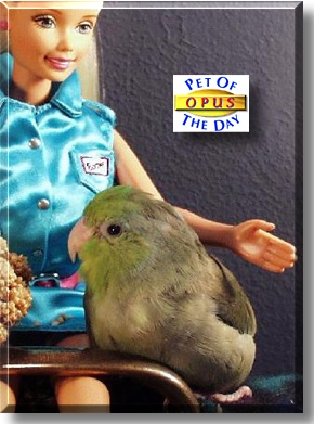 Opus, the Pet of the Day