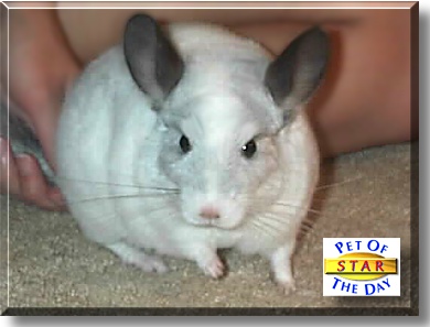 Star, the Pet of the Day