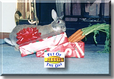 Jessie James, the Pet of the Day