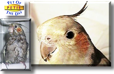 Petie, the Pet of the Day