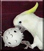 KC the Elenora Cockatoo