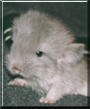 Minicuddles the Violet Chinchilla