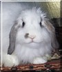 Marshmellow the Fuzzy Lop