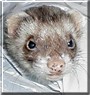 Buttercup the Sable Ferret