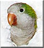 Riker the Quaker Parakeet