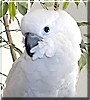 Kona the Umbrella Cockatoo