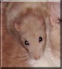 Squeek the Hooded Rat