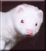 Kinky the Ferret