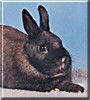 Daisy the Netherland Dwarf Rabbit