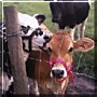 Emily, Olivia the Cows