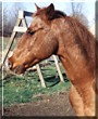 Ace the American Quarter Horse