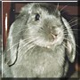 Shabu the Dwarf Lop