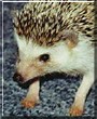 Tiggy the African Pygmy Hedgehog