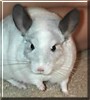 Star the Chinchilla