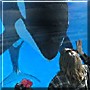 Takara the Orca