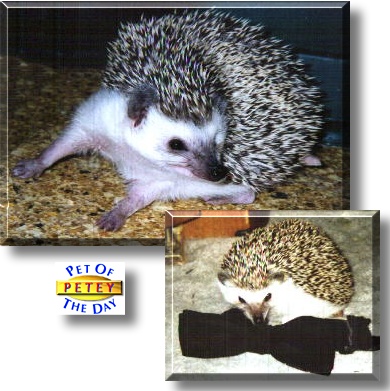 Petey, the Pet of the Day