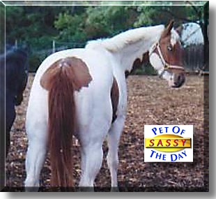 Sassy, the Pet of the Day