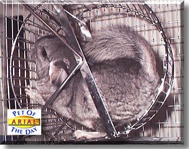Ariel, the Pet of the Day