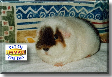 Emmali, the Pet of the Day