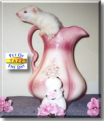 Tazz, the Pet of the Day