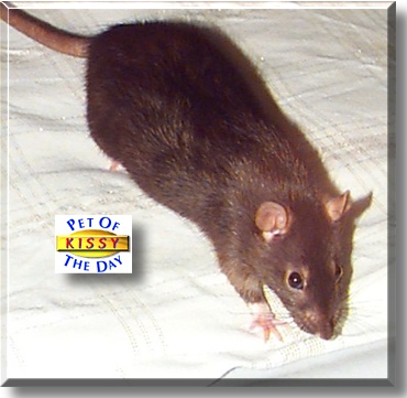 Kissy, the Pet of the Day