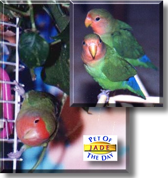 Jade, the Pet of the Day