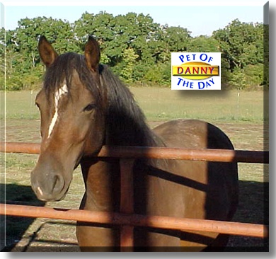 Danny Boy, the Pet of the Day