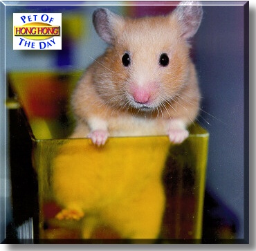 Hong Hong, the Pet of the Day