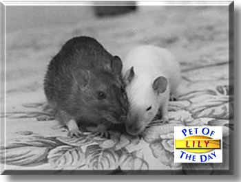 Lily, the Pet of the Day