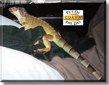 Guana, the Pet of the Day