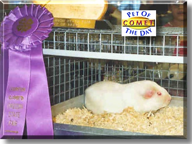 Comet, the Pet of the Day