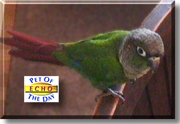 Echo, the Pet of the Day