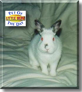Little Bun, the Pet of the Day