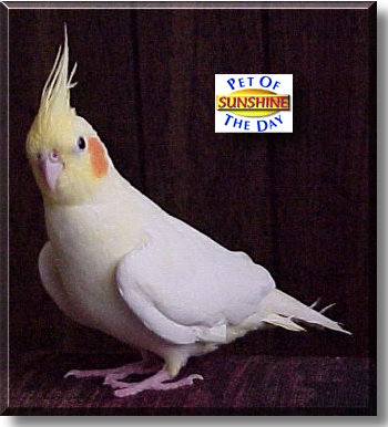 Sunshine, the Pet of the Day