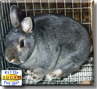 Sugar, the Pet of the Day