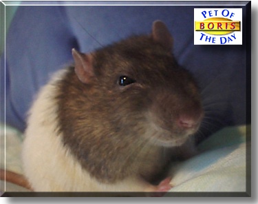 Boris, the Pet of the Day
