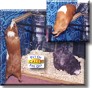 Caleb, the Pet of the Day