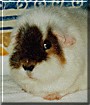 Emmali the Teddy Guinea Pig