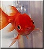 Elmo the Goldfish