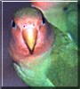 Jade the Peach faced Love Bird