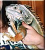Godzilla the Iguana
