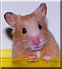 Hong Hong the Syrian Hamster