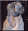 Claud the French Lop