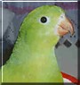 Sprout the Parrot