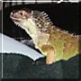 Guana the Green Iguana