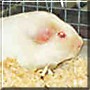 Comet the White American