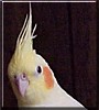 Sunshine the Cockatiel