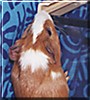 Caleb the Short Haired Guinea Pig