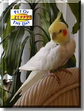 Zeppy, the Pet of the Day